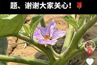 英超-阿森纳2-0布莱顿暂登顶 哈弗茨单刀破门枪手全场轰25脚